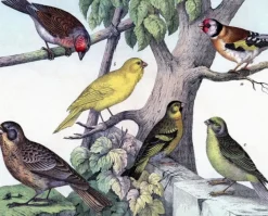 Madame Treacle Birdies - Little Vintage Greeting Card