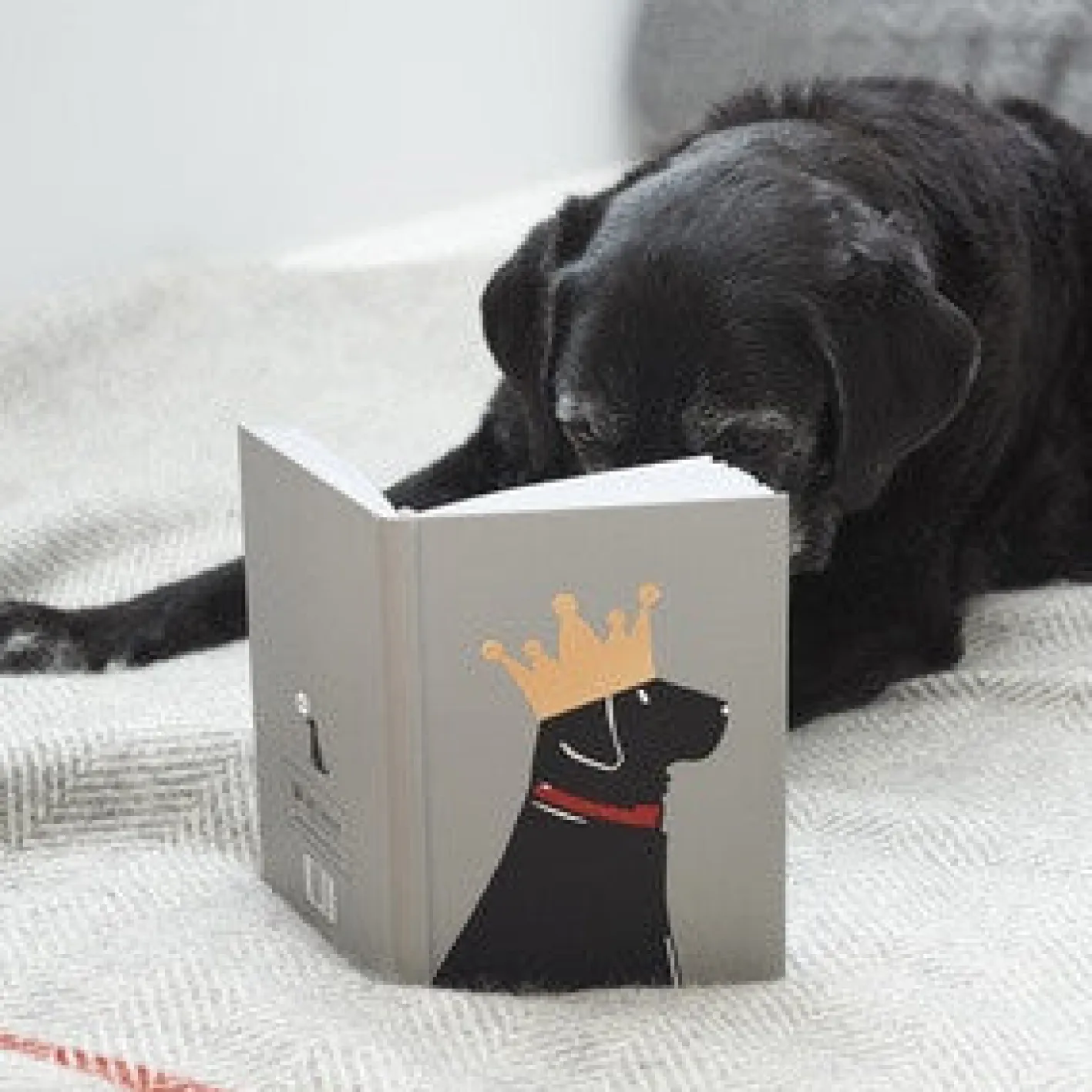 Sweet William Black Labrador Notebook