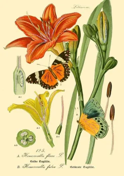 Madame Treacle Botanical N0:3 Greetings Card