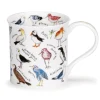 Dunoon Bute Birdlife Coastal Birds