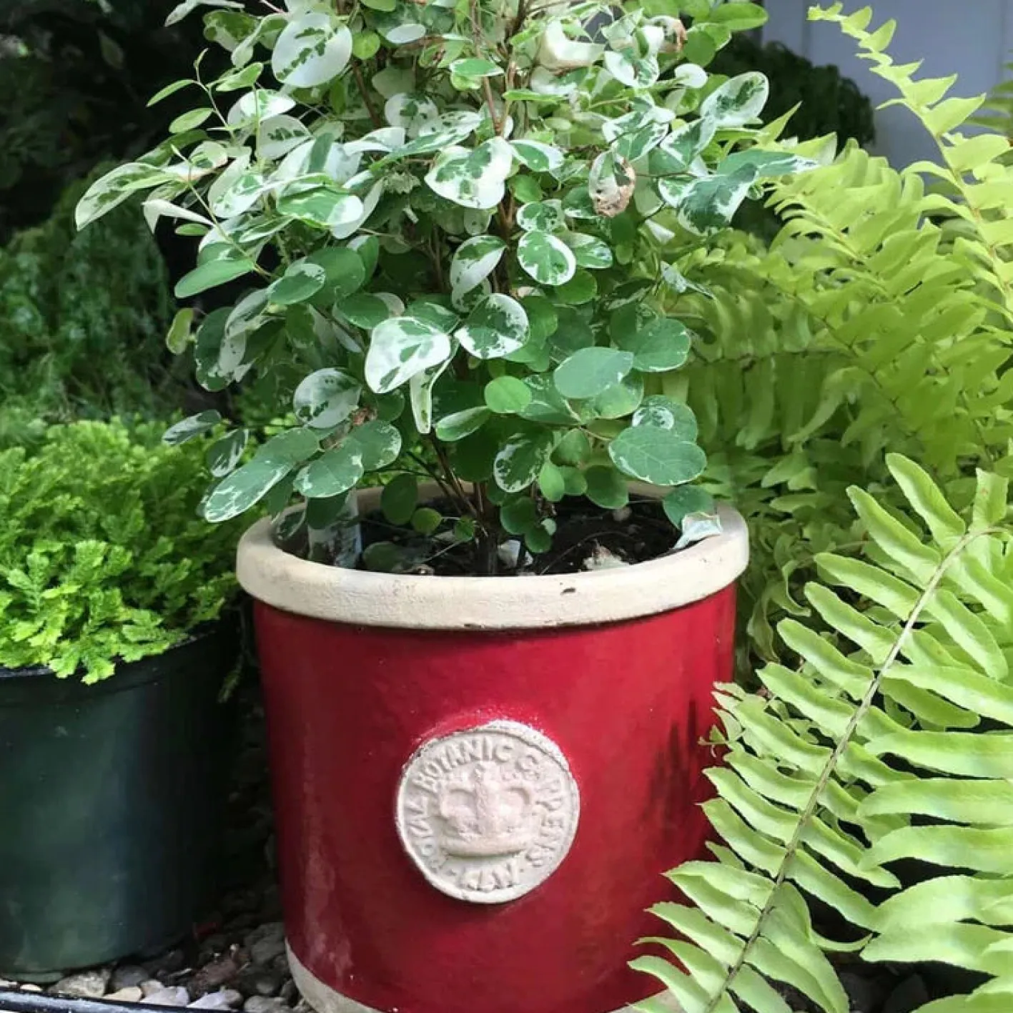 Kew Gardens Planters Chelsea Kew Gardens Round Herb Pot