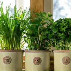 Kew Gardens Planters Chelsea Kew Gardens Round Herb Pot