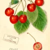 Madame Treacle Cherry Greetings Card