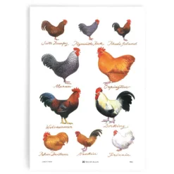Samuel Lamont Chicken Breeds Cotton Tea Towel
