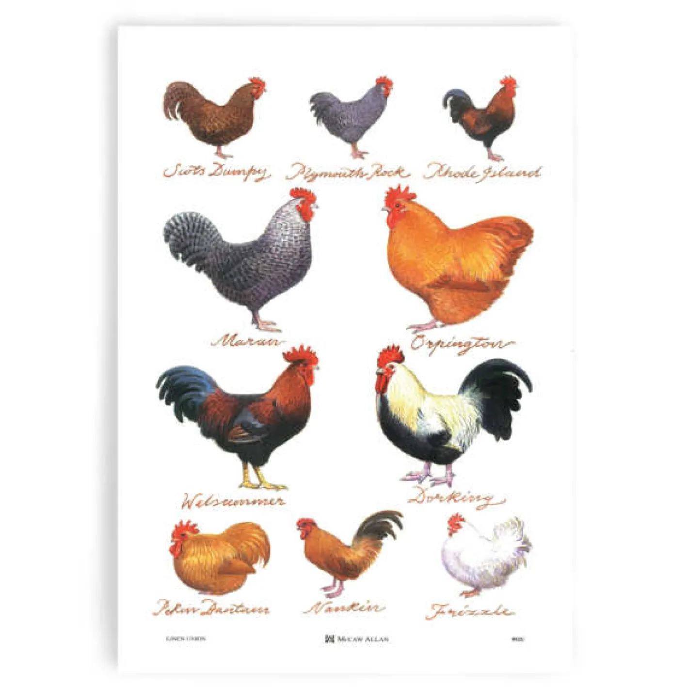 Samuel Lamont Chicken Breeds Cotton Tea Towel