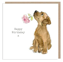 Paper Shed Design Chocolate Labrador with Pink Rose "Happy Birthday" Greetings Card