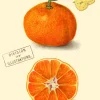 Madame Treacle Clementine Greetings Card