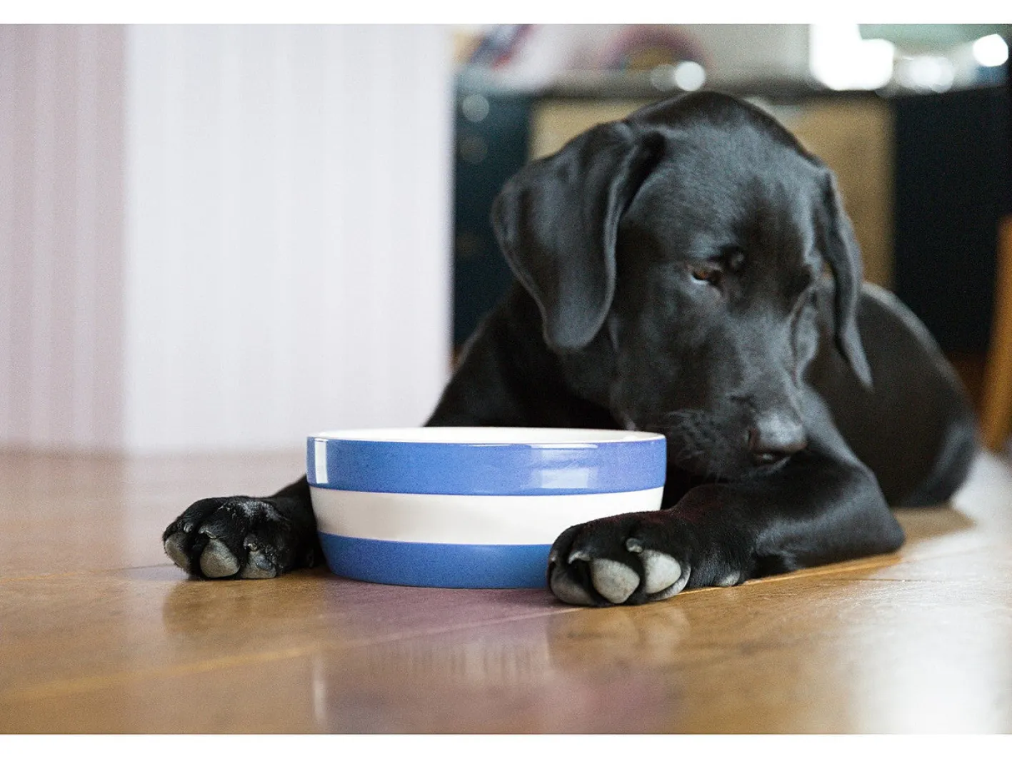 Cornishware Dog Bowl