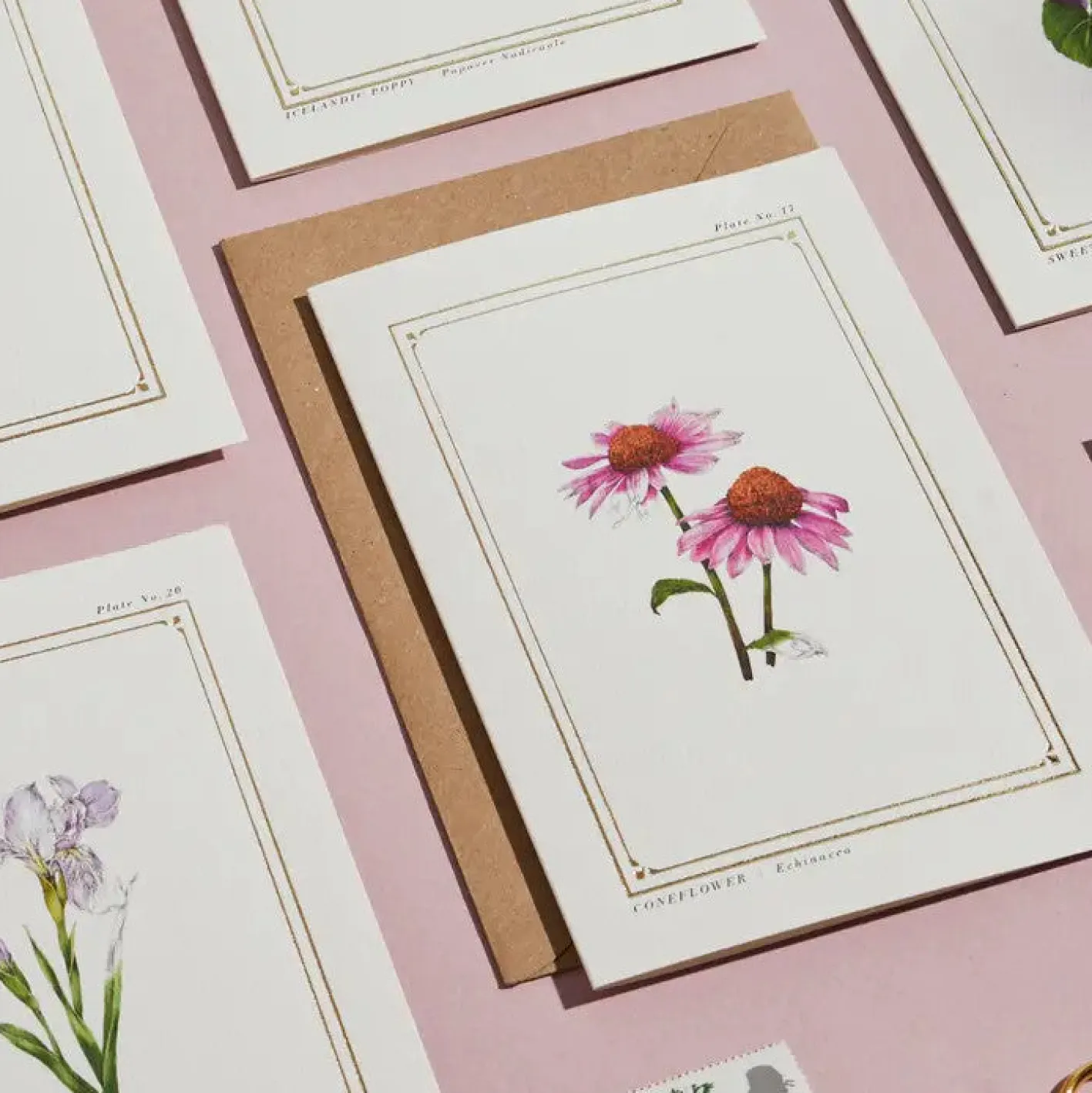 Catherine Lewis Echinacea - 'Botanical Archive: Everyday Edition' - card