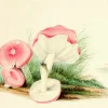 Madame Treacle Four Mushrooms- Little Vintage Greeting Card