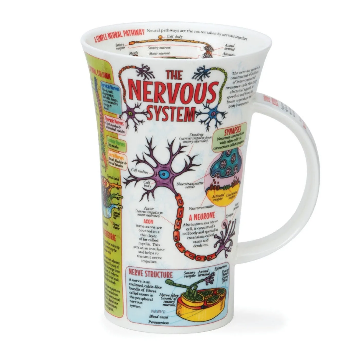 Dunoon Glencoe The Nervous System Mug