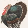 Madame Treacle Happy Thanksgiving Greeting Card