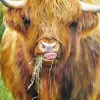 All Jigsaw Puzzles Highland Cow by Gill Erskine-Hill 1000 piece Jigsaw