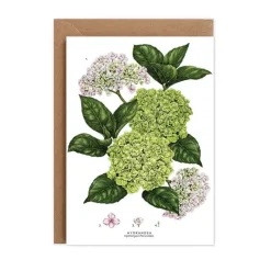 Catherine Lewis Hydrangea - card