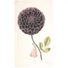 Laura Stoddart In Bloom Single Purple Dahlia Tea Towel