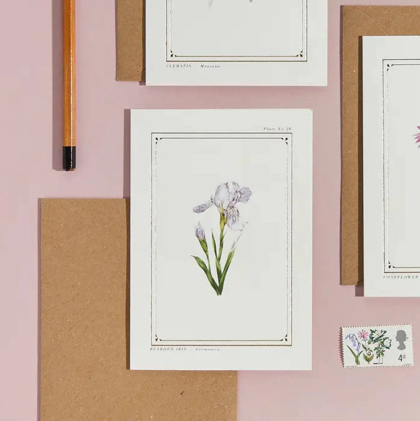 Catherine Lewis Iris - 'Botanical Archive: Everyday Edition' - card