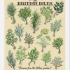 Kelly Hall Designs Kelly Hall Fresh Herbs Print