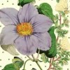 Madame Treacle Light Purple Clematis Glitter Birthday Card