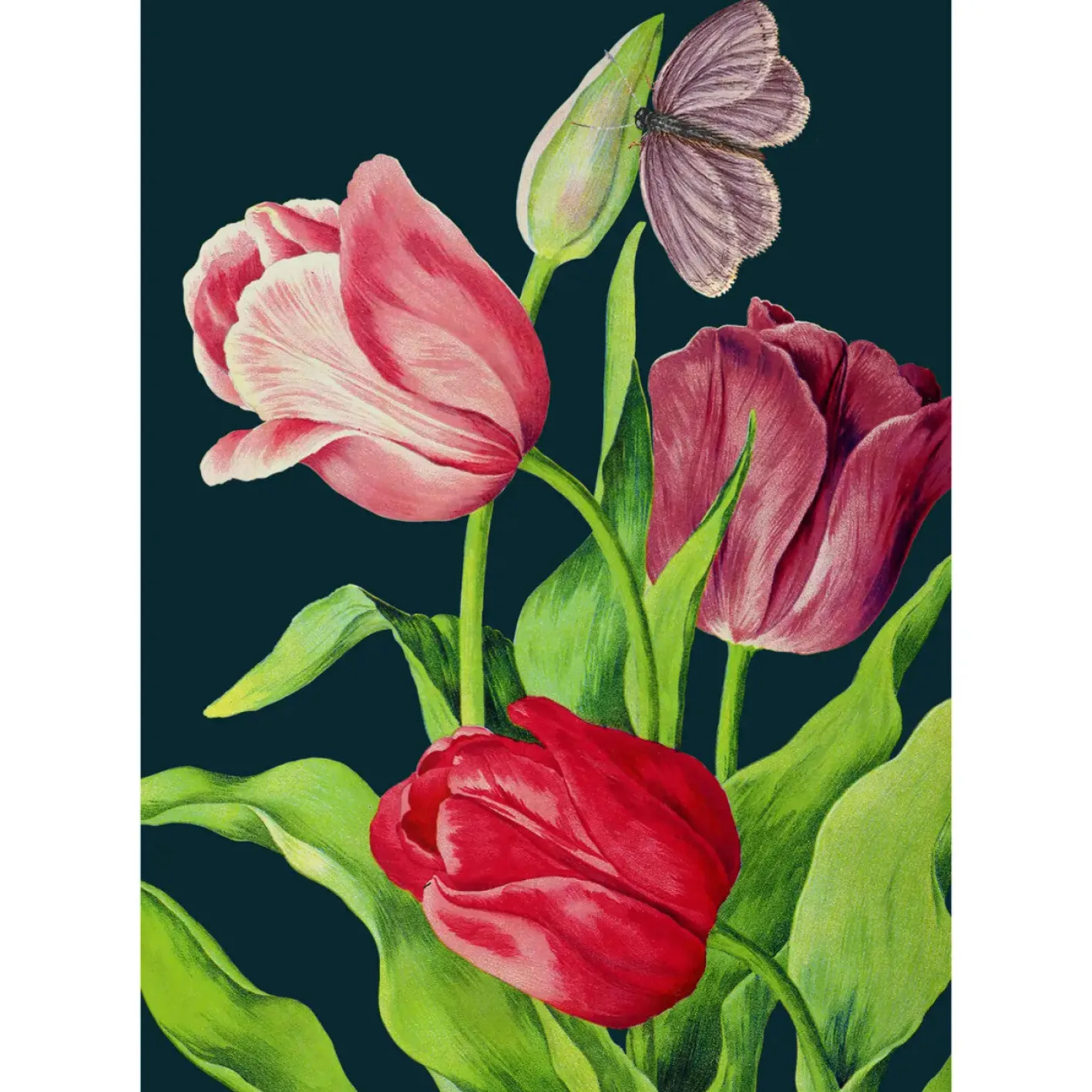 Madame Treacle Midnight Tulips Card
