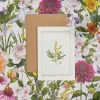 Catherine Lewis Mimosa - 'Botanical Archive: Everyday Edition' - card
