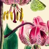 Madame Treacle Pink Lily with Green Butterfly Greetings Card