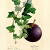 Madame Treacle Plum Greeting Card