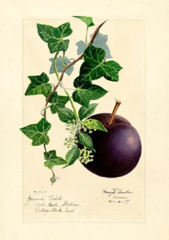 Madame Treacle Plum Greeting Card