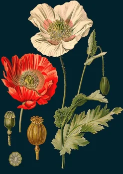 Madame Treacle Poppy Greeting Card