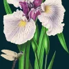 Madame Treacle Purple Iris Greetings Card
