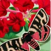Madame Treacle Red Pop Up Greeting Card with Butterfly