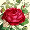 Madame Treacle Rose Glitter Birthday Card