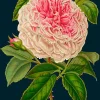 Madame Treacle Rose Greetings Card
