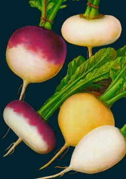 Madame Treacle Turnip Greetings Card